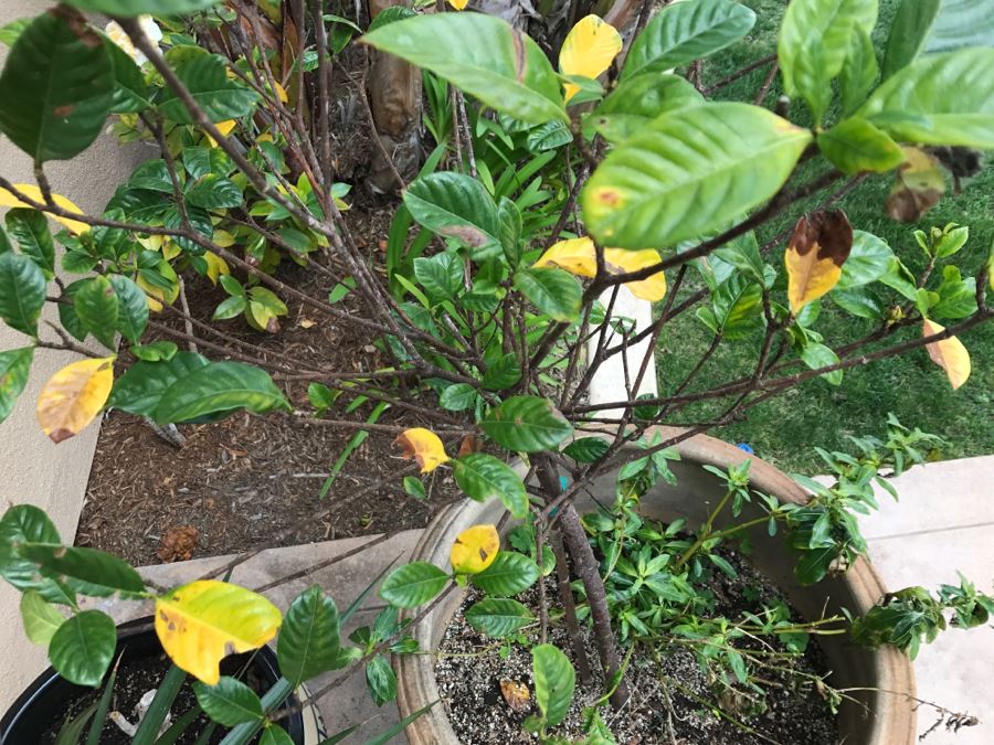 Set Of (2) Large Outdoor Potted Plants [Photo 9]