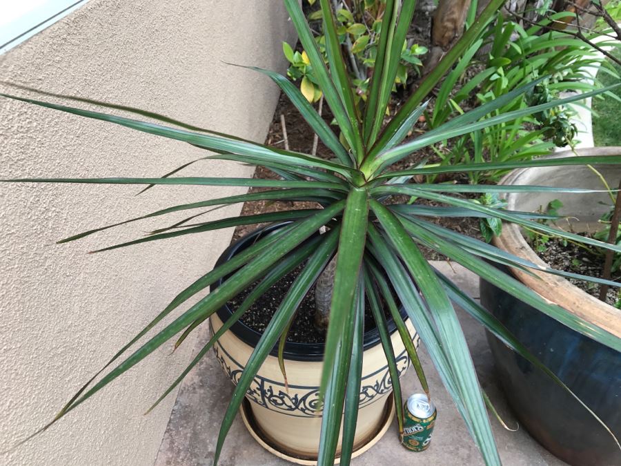 Set Of (2) Large Outdoor Potted Plants [Photo 7]