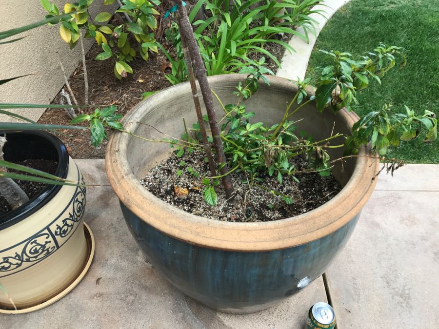 Set Of (2) Large Outdoor Potted Plants [Photo 5]