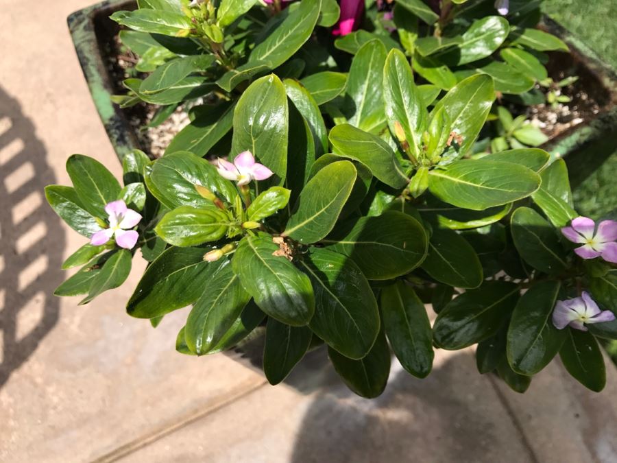 Large Outdoor Potted Plant [Photo 6]