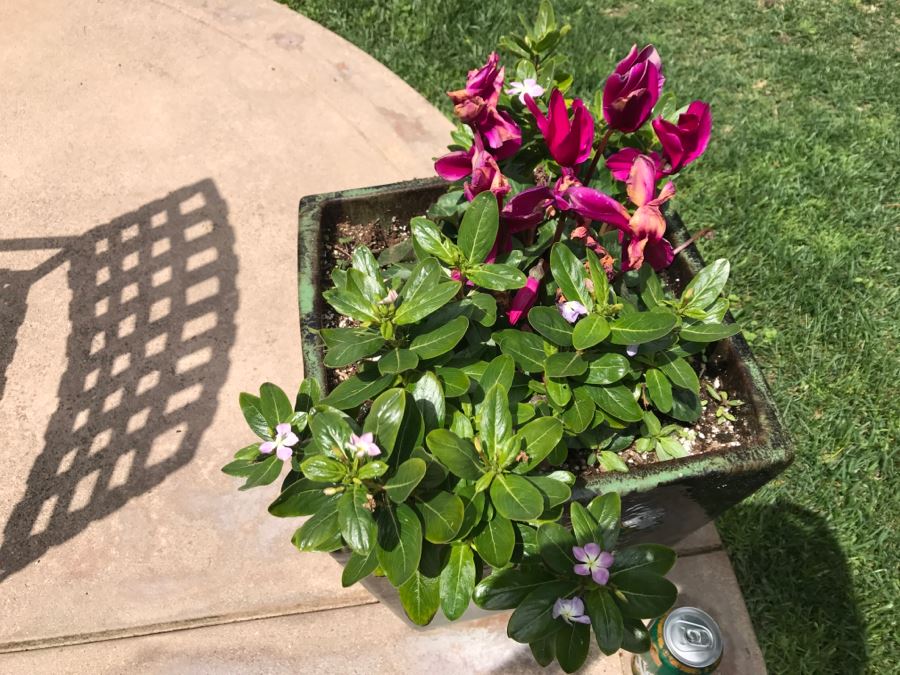 Large Outdoor Potted Plant [Photo 4]