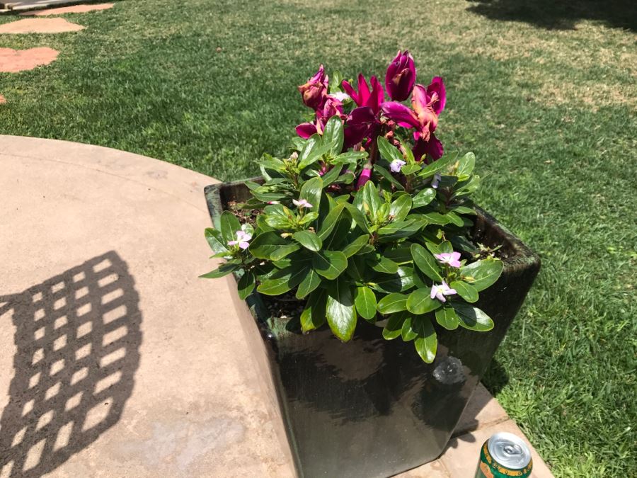 Large Outdoor Potted Plant [Photo 2]