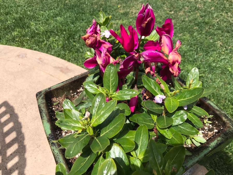 Large Outdoor Potted Plant [Photo 5]