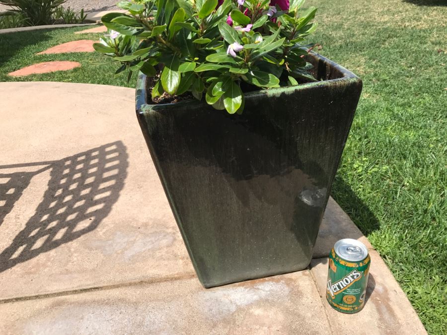 Large Outdoor Potted Plant [Photo 3]