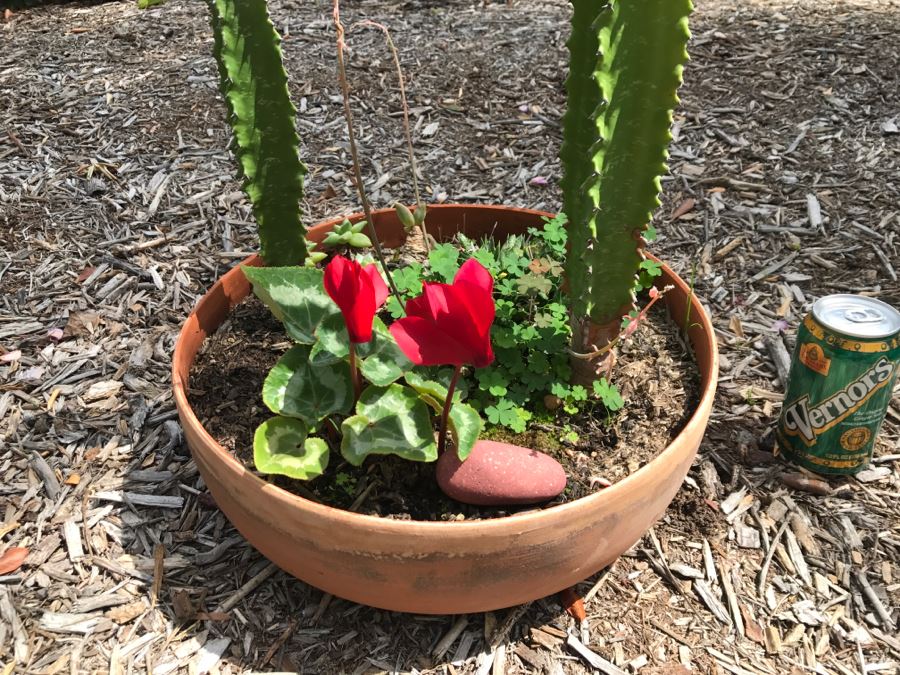 Outdoor Potted Cactus Plant [Photo 4]