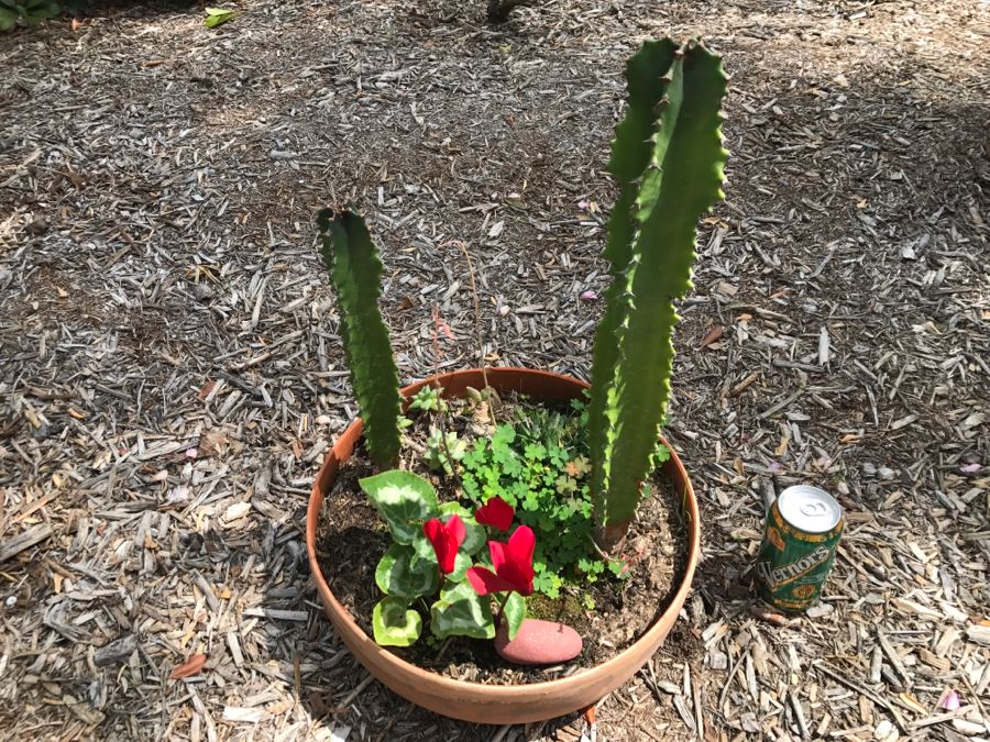 Outdoor Potted Cactus Plant [Photo 3]
