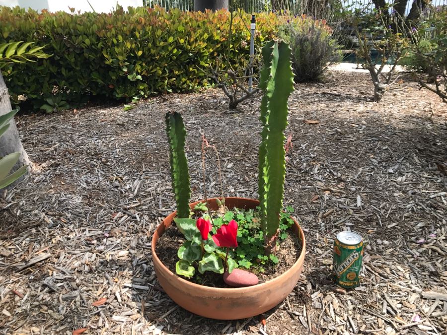 Outdoor Potted Cactus Plant [Photo 2]