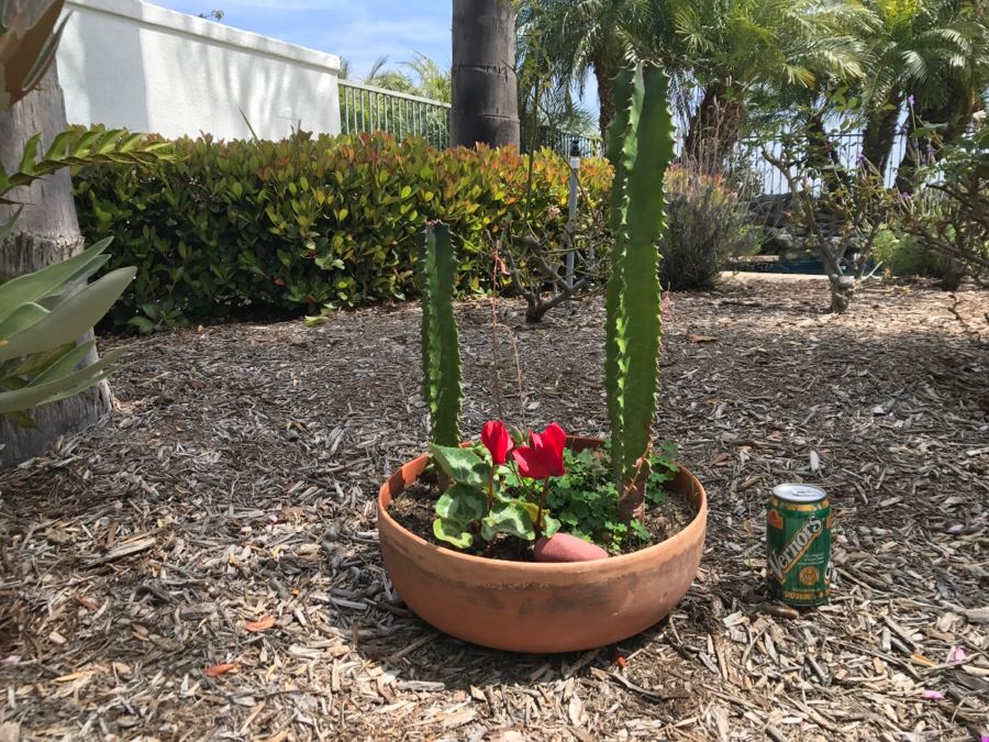 Outdoor Potted Cactus Plant