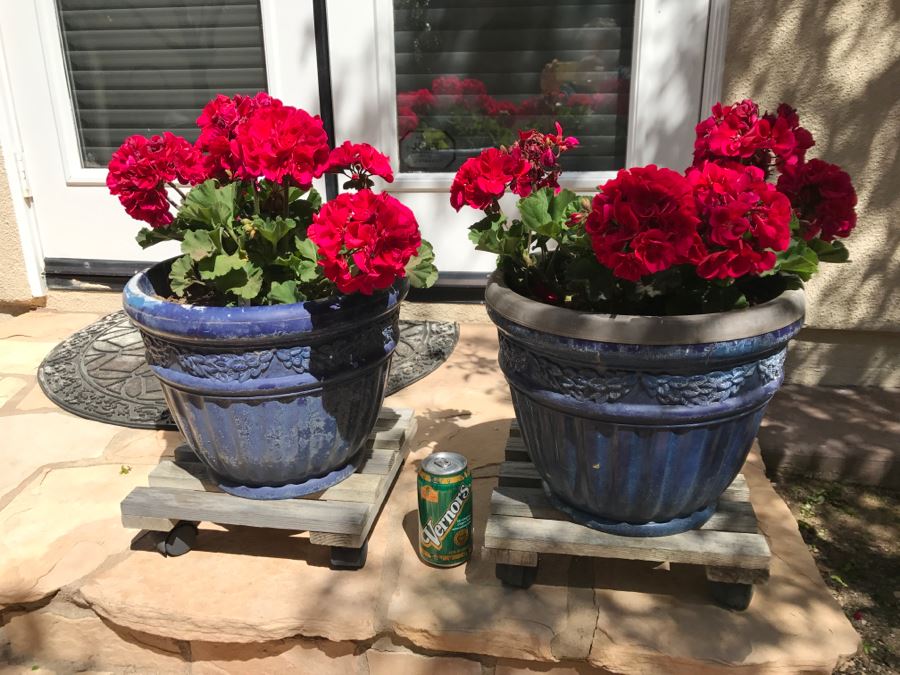 Pair Of Potted Plants [Photo 3]