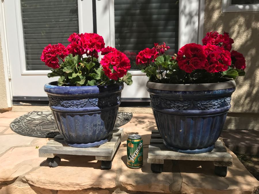 Pair Of Potted Plants [Photo 2]