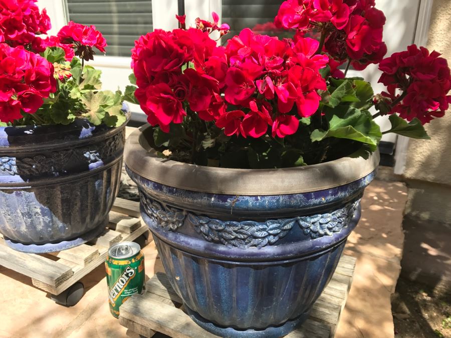 Pair Of Potted Plants [Photo 4]