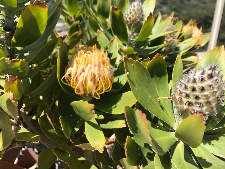 Potted Outdoor Plant [Photo 4]