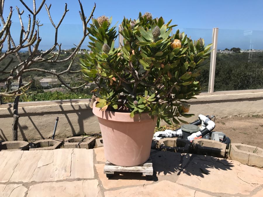 Potted Outdoor Plant [Photo 2]