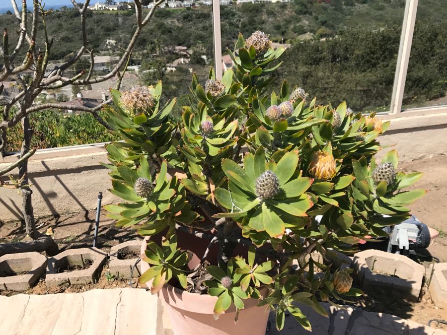 Potted Outdoor Plant [Photo 3]