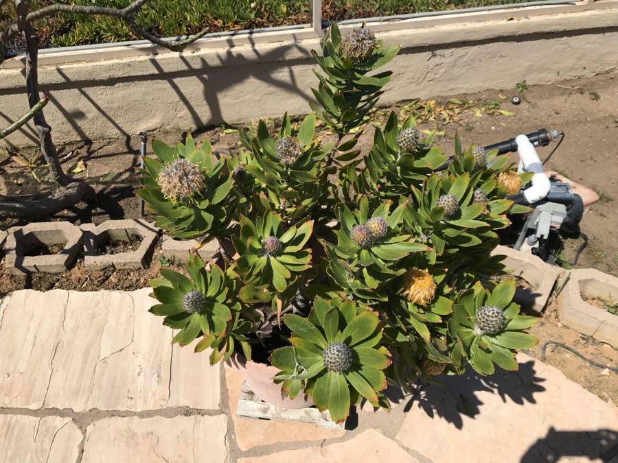 Potted Outdoor Plant [Photo 5]