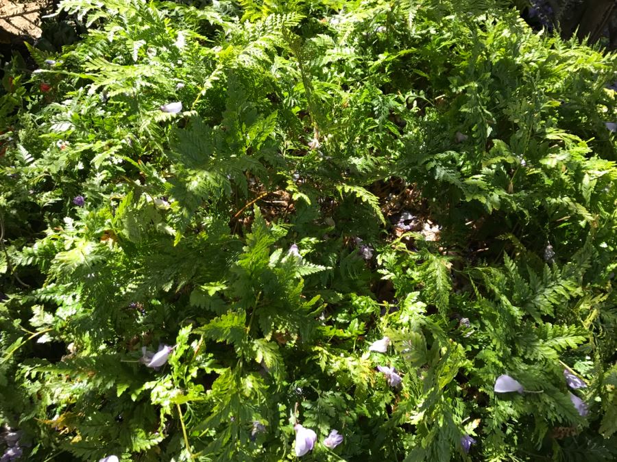 Large Outdoor Potted Fern Ball With Stand Table [Photo 4]