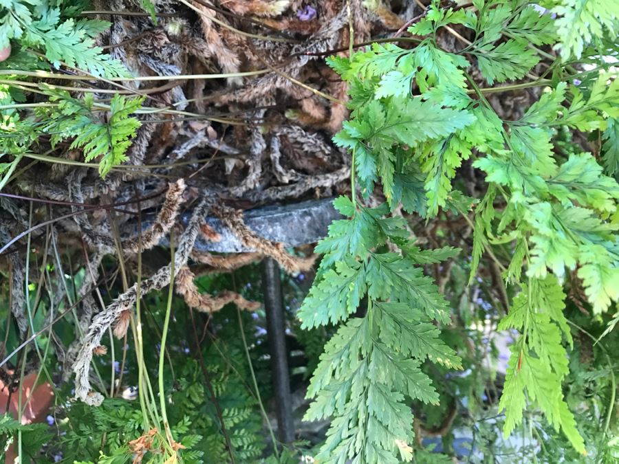 Large Outdoor Potted Fern Ball With Stand Table [Photo 6]