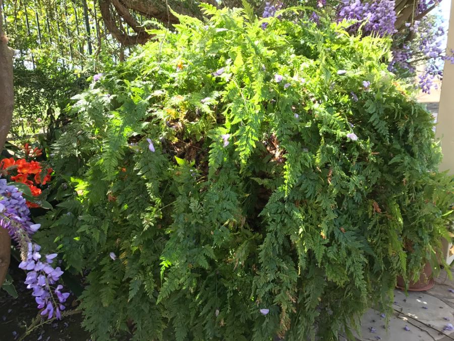 Large Outdoor Potted Fern Ball With Stand Table [Photo 2]