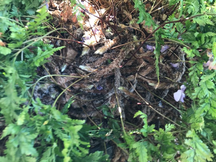 Large Outdoor Potted Fern Ball With Stand Table [Photo 5]
