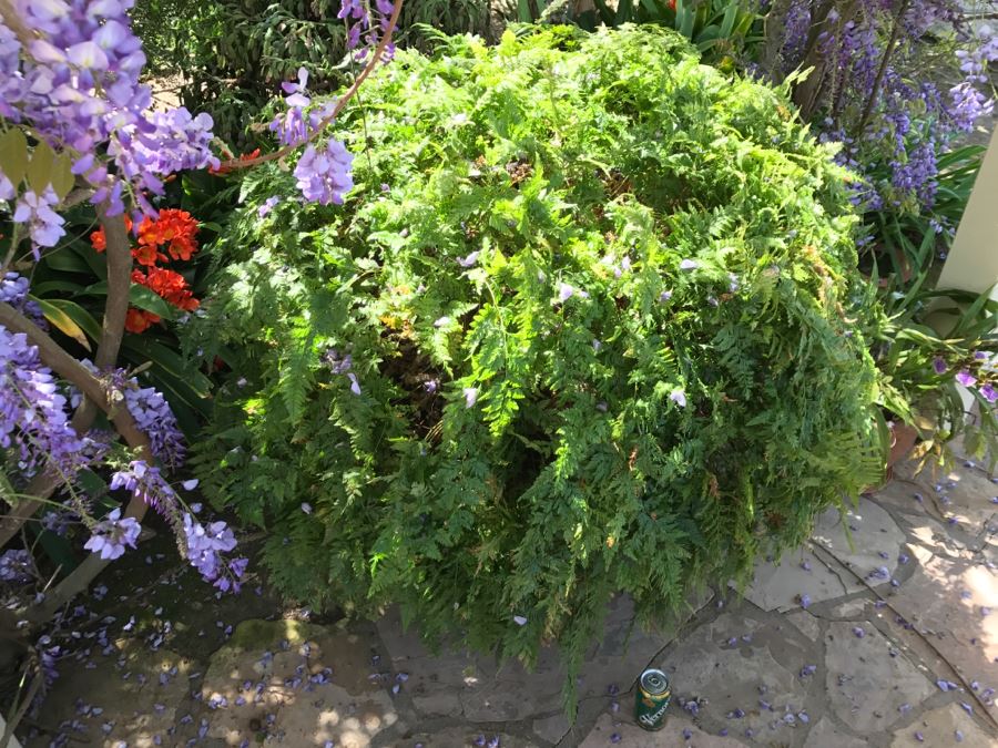 Large Outdoor Potted Fern Ball With Stand Table [Photo 3]