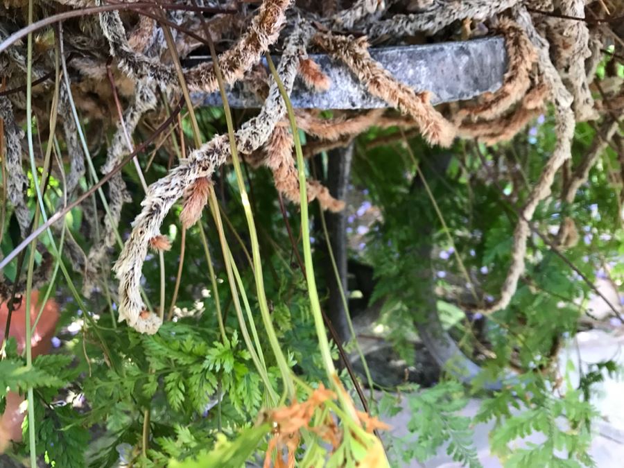 Large Outdoor Potted Fern Ball With Stand Table [Photo 7]