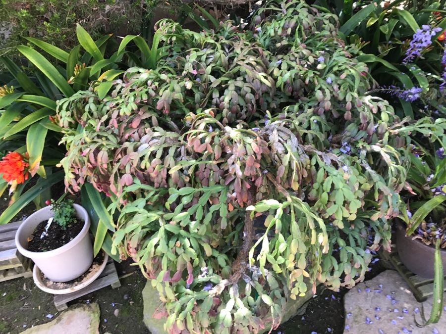 Large Outdoor Potted Succulent Plant [Photo 3]