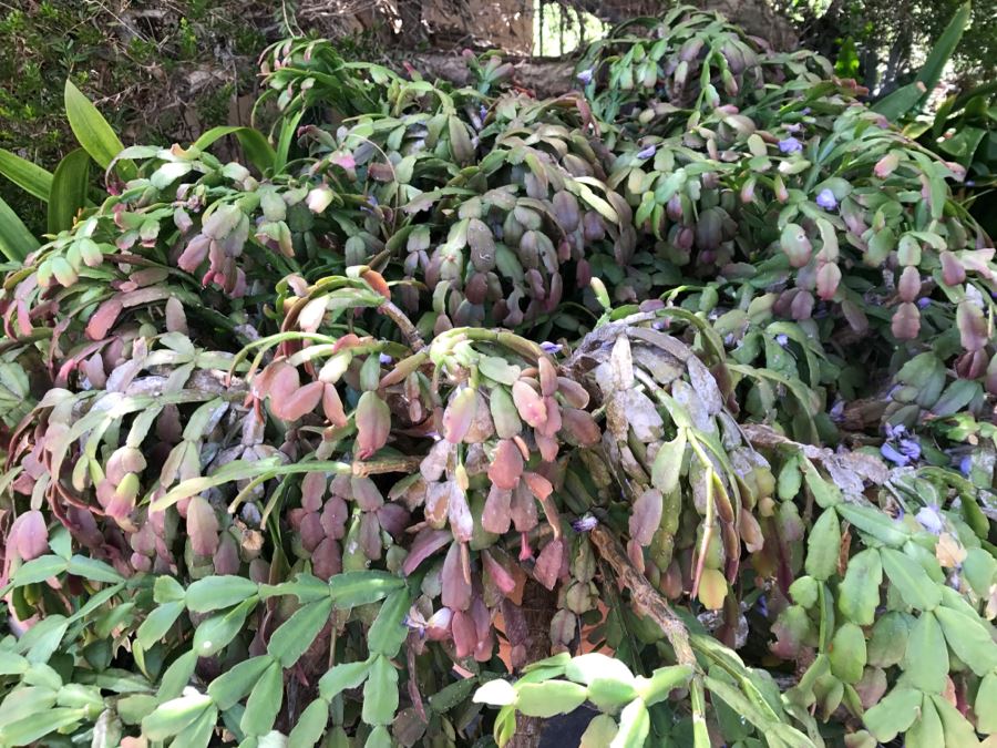 Large Outdoor Potted Succulent Plant [Photo 2]