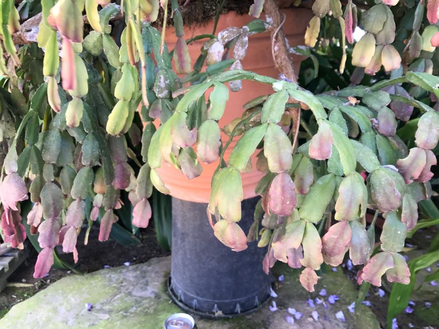 Large Outdoor Potted Succulent Plant [Photo 4]