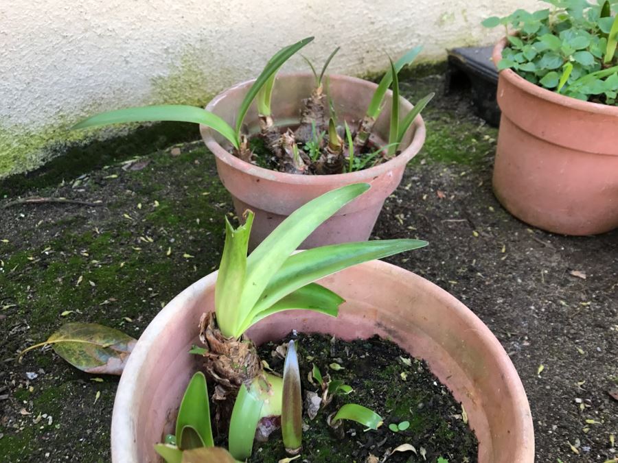 Lot Of Outdoor Potted Plants [Photo 7]