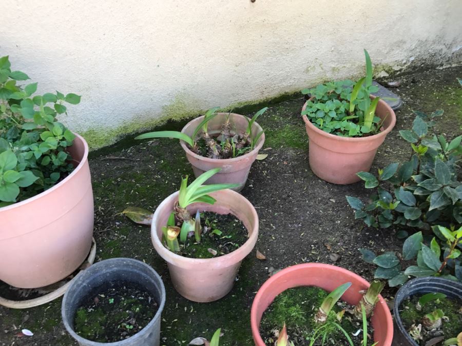 Lot Of Outdoor Potted Plants [Photo 4]