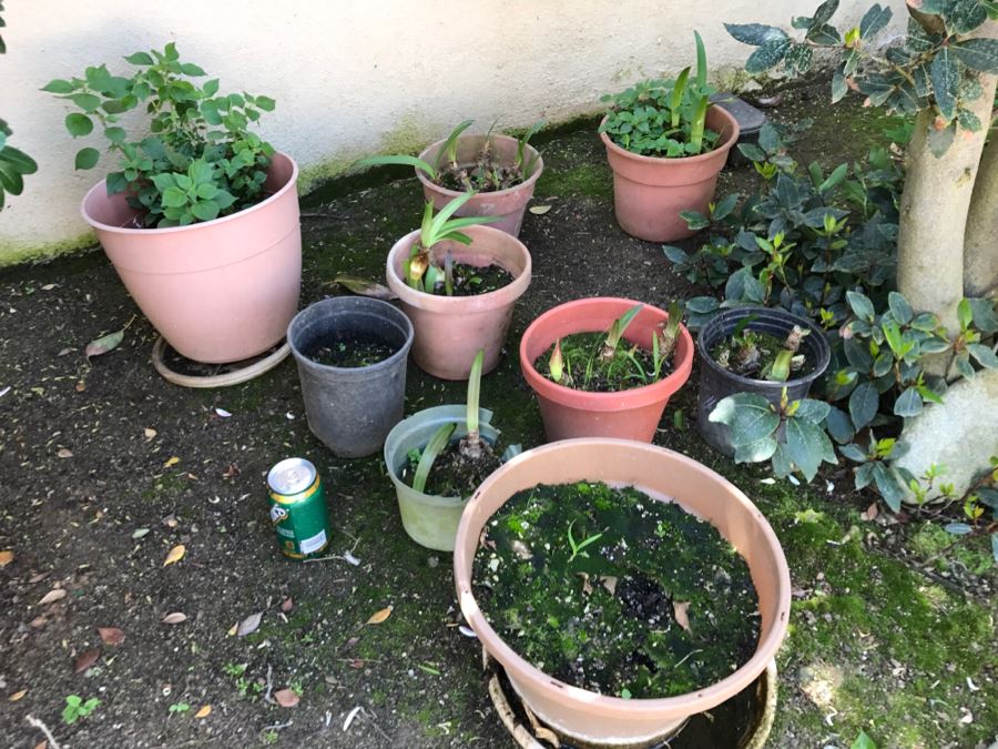 Lot Of Outdoor Potted Plants [Photo 2]