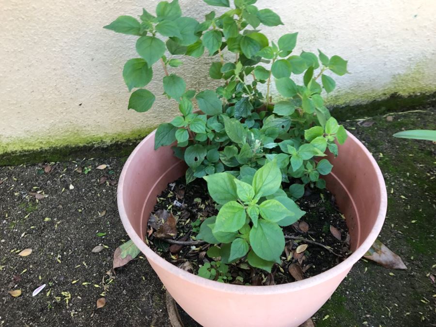 Lot Of Outdoor Potted Plants [Photo 5]