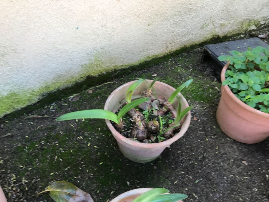 Lot Of Outdoor Potted Plants [Photo 6]