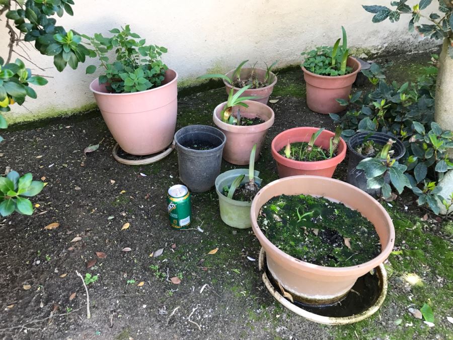 Lot Of Outdoor Potted Plants