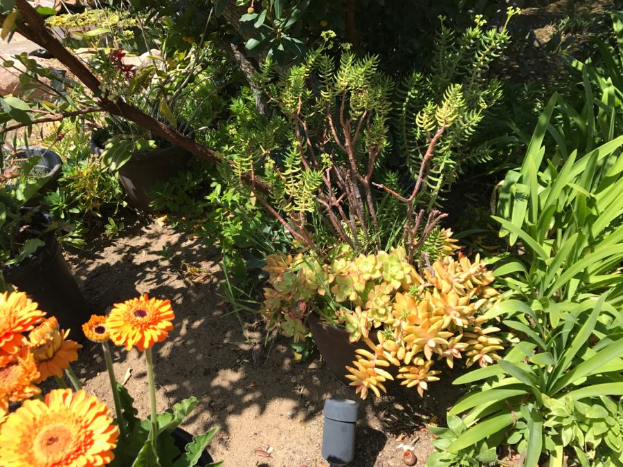 (6) Outdoor Potted Plants [Photo 7]