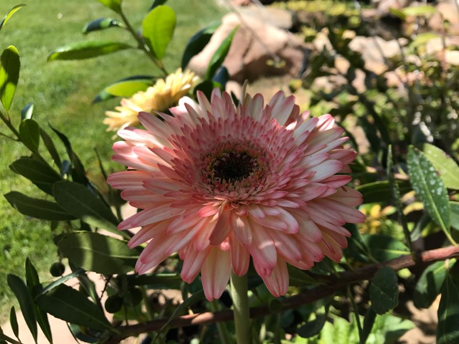 (6) Outdoor Potted Plants [Photo 11]