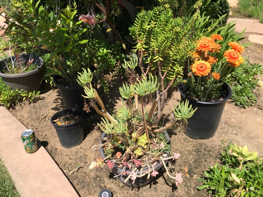 (6) Outdoor Potted Plants [Photo 2]