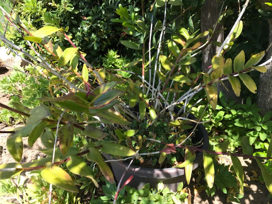 (6) Outdoor Potted Plants [Photo 17]