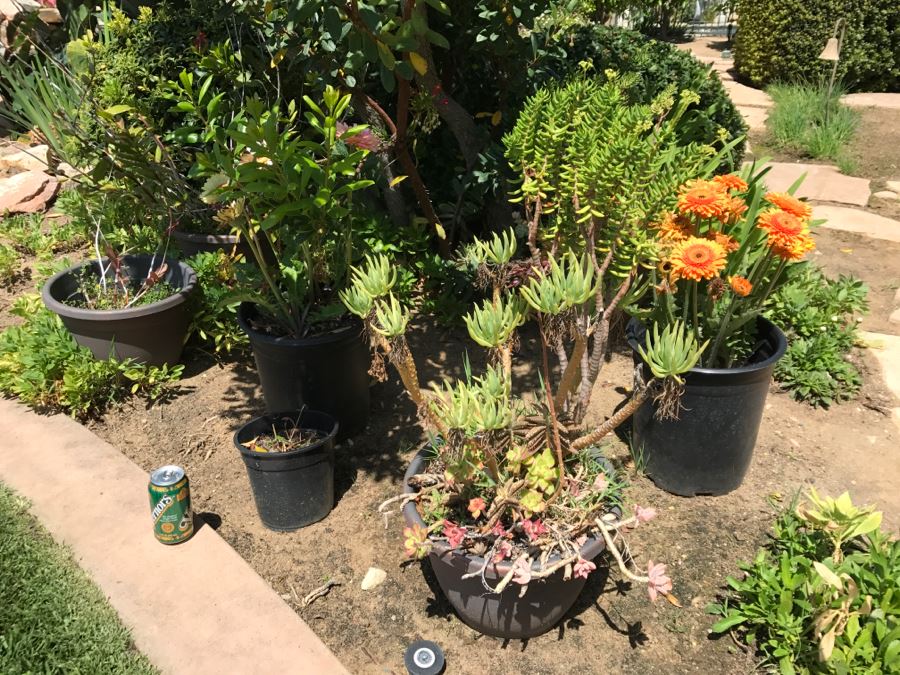 (6) Outdoor Potted Plants