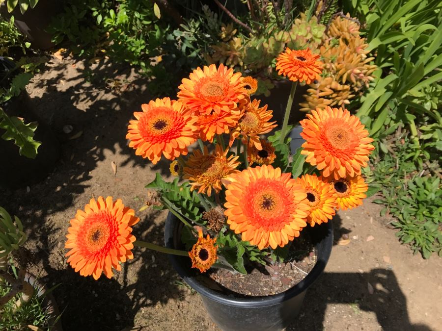 (6) Outdoor Potted Plants [Photo 5]