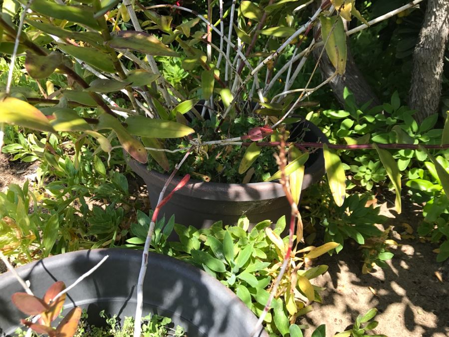 (6) Outdoor Potted Plants [Photo 16]