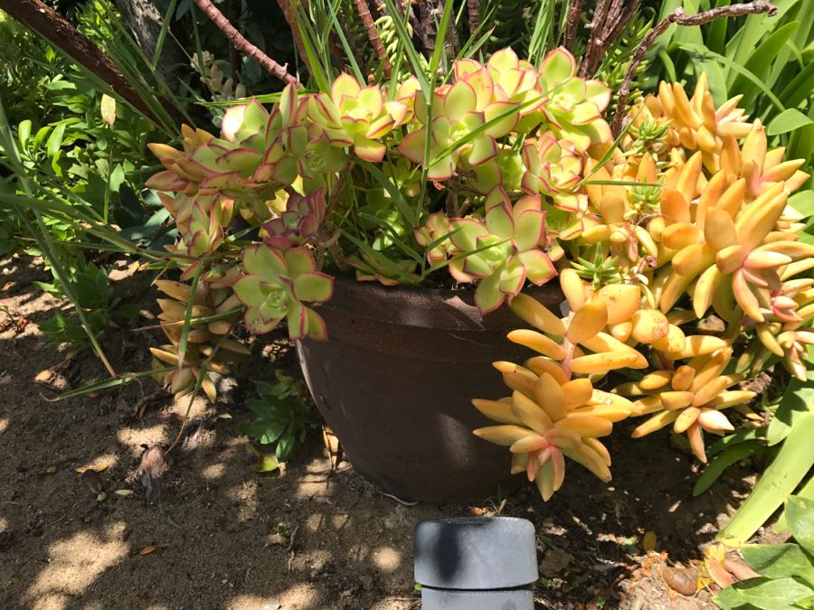 (6) Outdoor Potted Plants [Photo 9]