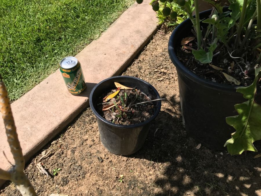 (6) Outdoor Potted Plants [Photo 13]