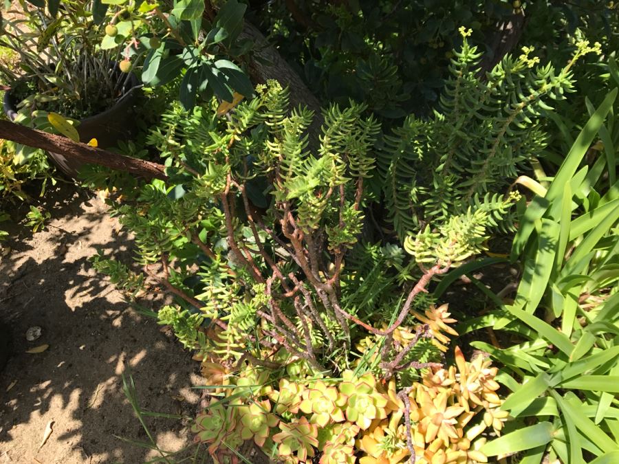 (6) Outdoor Potted Plants [Photo 8]