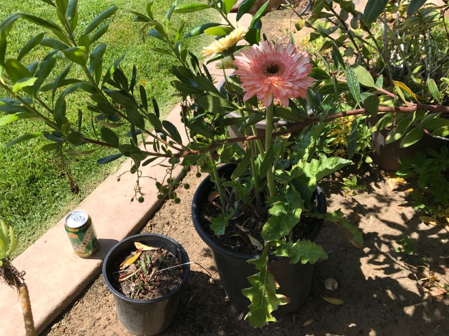 (6) Outdoor Potted Plants [Photo 10]