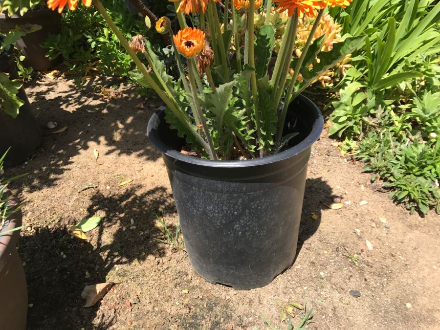 (6) Outdoor Potted Plants [Photo 6]