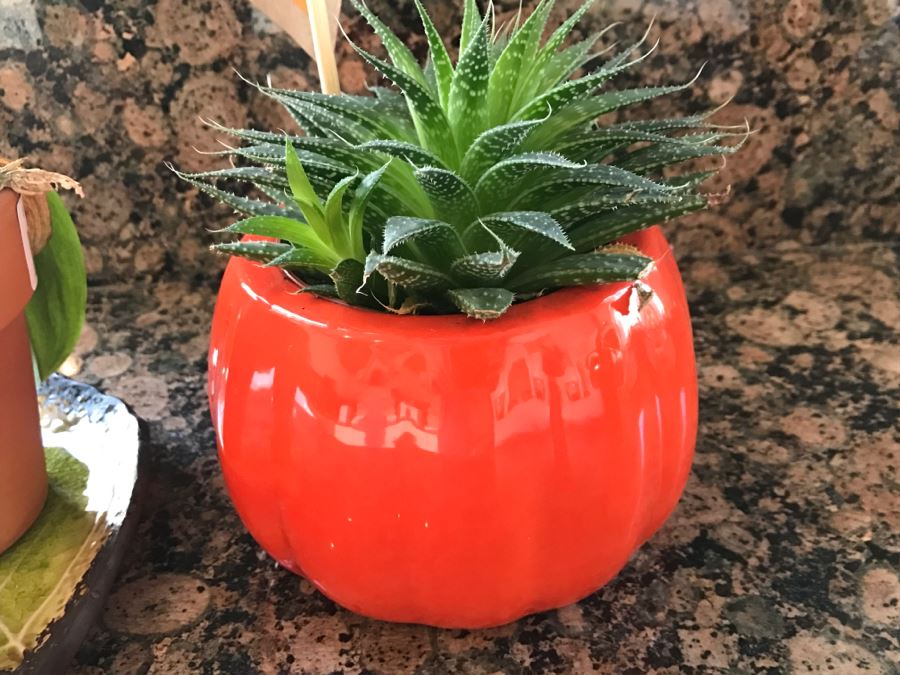 Orchid Plant And Succulent Plant In Orange Pot [Photo 4]