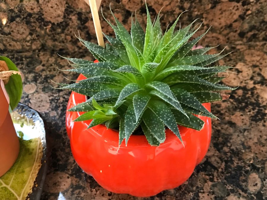 Orchid Plant And Succulent Plant In Orange Pot [Photo 3]