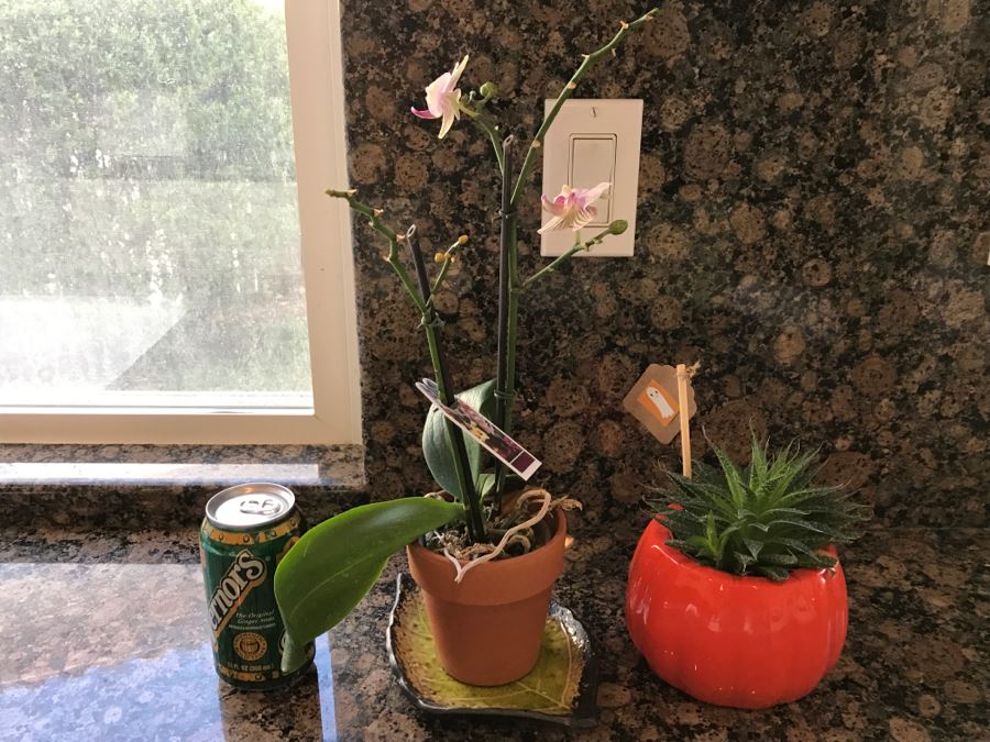 Orchid Plant And Succulent Plant In Orange Pot