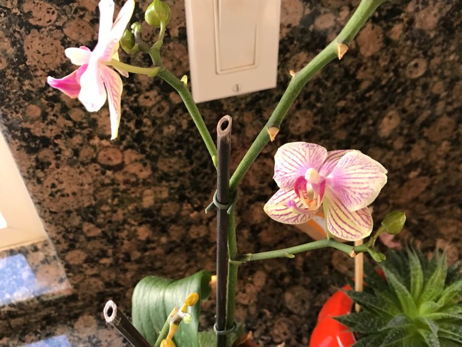 Orchid Plant And Succulent Plant In Orange Pot [Photo 2]